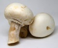 White Champignon Mushrooms Royalty Free Stock Photo