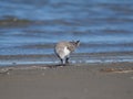 Charadrius alexandrinus on the shoreline