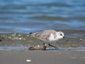 Charadrius alexandrinus on the shoreline Royalty Free Stock Photo