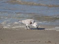 Charadrius alexandrinus on the shoreline