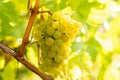 White Chardonnay grapes hanging on a vine illuminated by the sun Royalty Free Stock Photo