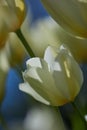 White charm tulip flowers growing in a garden outdoors. Closeup of beautiful flowering plants with soft petals Royalty Free Stock Photo