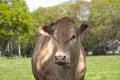 A white Charolais beef cattle head in front view, in a pasture in a dutch countryside, Natural green background