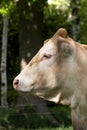 A white Charolais beef cattle head in side view, in a pasture in a dutch countryside, Natural background