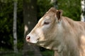 A white Charolais beef cattle head in side view, in a pasture in a dutch countryside, Natural background