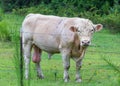 White Charolais Bull in Pasture or Meadow