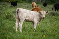 A white Charolais calf in Cypress Hills Interprovincial Park