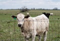 White heifer behind a hogwire fence Royalty Free Stock Photo