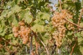 White Chasselas grapes and leaf in the vineyard in autumn