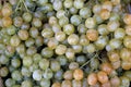 WHITE CHASSELAS GRAPES vitis vinifera