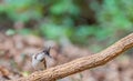 A White cheek bul bul perching on a tree