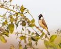 A White cheek bulbul perching