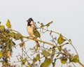 A White cheek bulbul resting on a tree