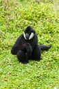 White Cheek Gibbon