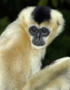 White Cheek Gibbon