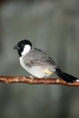White-Cheeked Bulbul Royalty Free Stock Photo