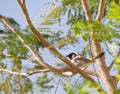 White cheeked bulbul on a thorny tree Royalty Free Stock Photo