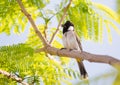 White cheeked bulbul on a thorny tree Royalty Free Stock Photo