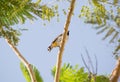 White cheeked bulbul on a thorny tree Royalty Free Stock Photo
