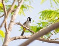 White cheeked bulbul on a thorny tree Royalty Free Stock Photo