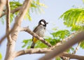 White cheeked bulbul on a thorny tree Royalty Free Stock Photo