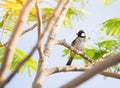 White cheeked bulbul on a thorny tree Royalty Free Stock Photo