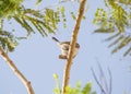 White cheeked bulbul on a thorny tree Royalty Free Stock Photo