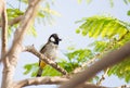 White cheeked bulbul on a thorny tree Royalty Free Stock Photo