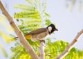 White cheeked bulbul on a thorny tree Royalty Free Stock Photo