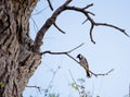 White cheeked bulbul on a thorny tree Royalty Free Stock Photo