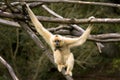 White Cheeked Gibbon