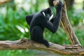 White-cheeked gibbon Royalty Free Stock Photo