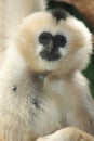 White-cheeked Gibbon