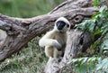 White Cheeked Gibbon baby