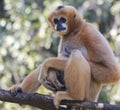 A White Cheeked Gibbon, Chiang Mai, Thailand