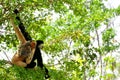 White-cheeked gibbon, close, monkey family Royalty Free Stock Photo