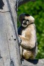 White Cheeked Gibbon 3 Royalty Free Stock Photo