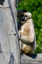 White Cheeked Gibbon Royalty Free Stock Photo