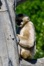 White Cheeked Gibbon 4 Royalty Free Stock Photo