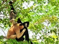 White-cheeked gibbon family Royalty Free Stock Photo