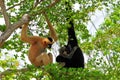 White-cheeked gibbon family Royalty Free Stock Photo