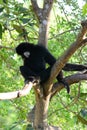 White-cheeked Gibbon (Hylobates concolor)