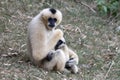 White Cheeked Gibbon or Lar Gibbon with baby Royalty Free Stock Photo