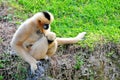 White-cheeked Gibbon monkey with baby Royalty Free Stock Photo