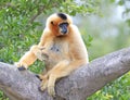 White-cheeked Gibbon Monkey portrait Royalty Free Stock Photo