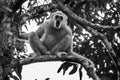 White-cheeked gibbon( Royalty Free Stock Photo