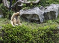 White cheeked gibbon Royalty Free Stock Photo