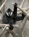 White-Cheeked Gibbon sitting on tree branch Royalty Free Stock Photo