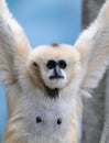 White cheeked gibbons Royalty Free Stock Photo