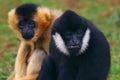 White-cheeked Gibbons